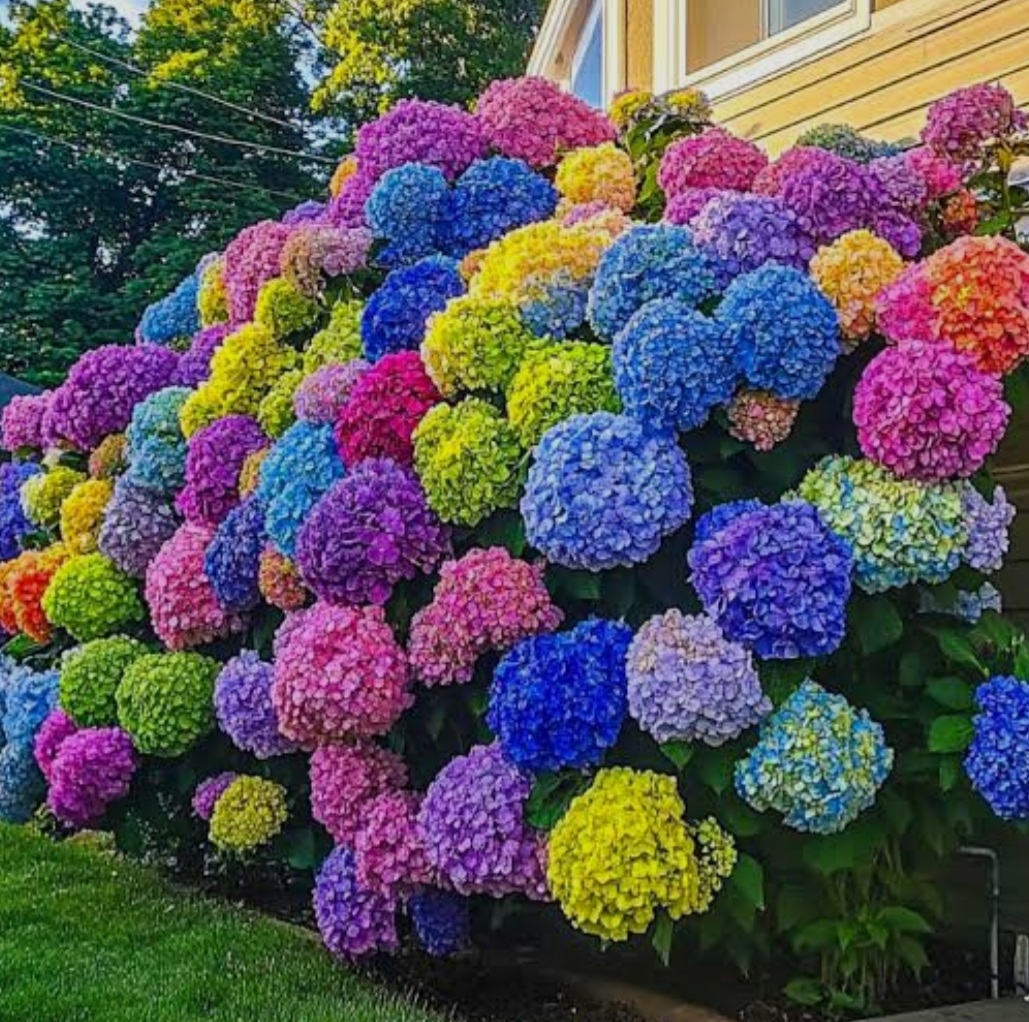 Гортензия крупнолистная