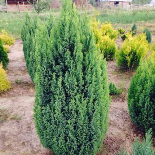 Саженцы кипарисовика