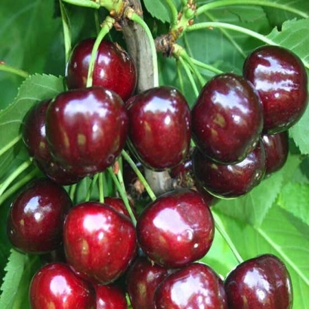 Черешня "Блэк Стар" (Блек Стар) 
