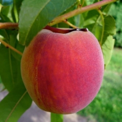 Персик "Манон" (Manon)