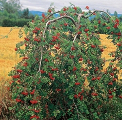 Рябина плакучая