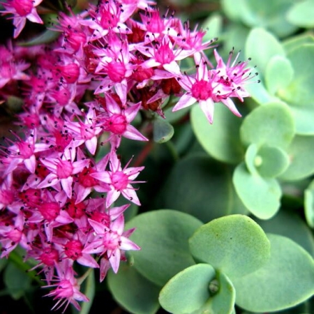 Очиток Эверса \ Sedum Aversii