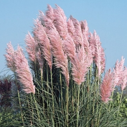 Кортадерия розовая (пампасная трава) \ Cortaderia selloana Rosea