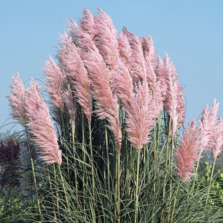 Кортадерия розовая (пампасная трава) \ Cortaderia selloana Rosea