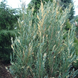Можжевельник скальный "Сильвер"\Juniperus scopulorum Silver Star