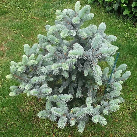 Ель голубая "Блю Даймонд"/Picea pungens "Blue Diamond"