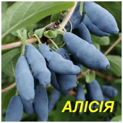 Жимолость съедобная "Алисия"