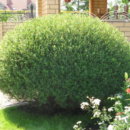Ива пурпурная Нана \ Salix purpurea Nana 