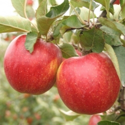 Яблоня "Декоста"
