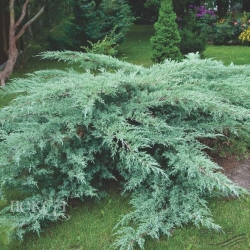 Можжевельник виргинский (170см)