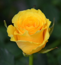Роза миниатюрная "Сфинкс голд"\"Sphinx Gold"