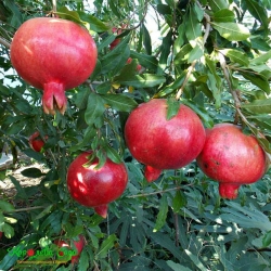Гранат Азиатский