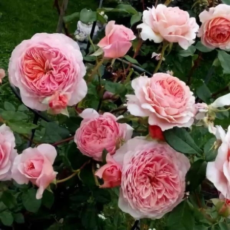 Роза английская William Morris