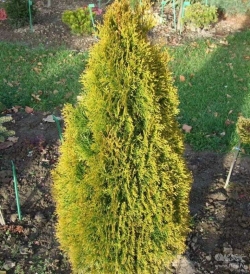 Туя западная Янтарь (контейнер)\Thuja occidentalis Jantar 