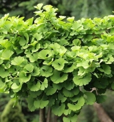 Гинкго Билоба, Гинкго двулопастный (20-30см, контейнер)\Ginkgo biloba 