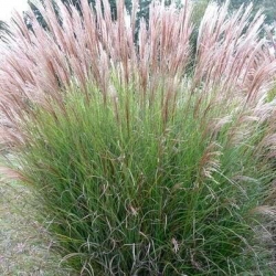 Мискантус китайский Gracilis