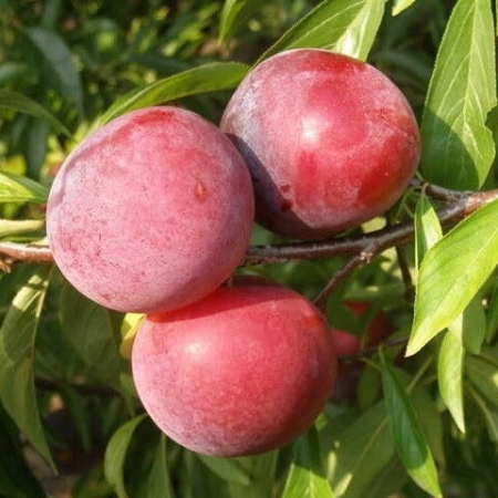 Слива "Геркулес"
