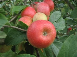 Яблоня "Арива" (Швейцария)