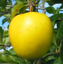 Яблоня "Голд Раш"