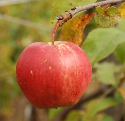 Яблоня "Медуница" 