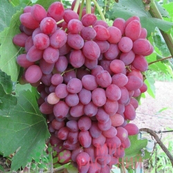 Виноград "Велес" (кишмиш)