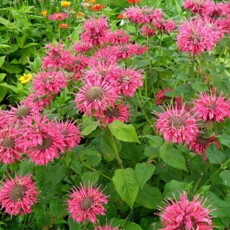 Монарда ("Бергамот") \ Monarda didyma