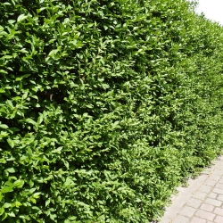Бирючина обыкновенная Атровиренс \ Ligustrum vulgare Atrovirens