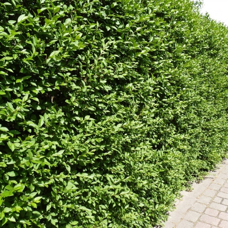 Бирючина обыкновенная Атровиренс \ Ligustrum vulgare Atrovirens