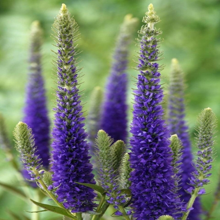 Вероника колосковая / Ulster Blue Dwarf 