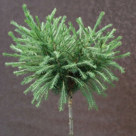 Лиственница европейская (60-70см) Larix decidua 