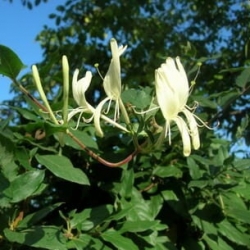 Жимолость Джеральда / Lonicera giraldii (контейнер)
