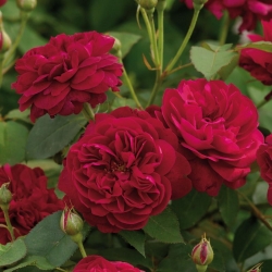 Роза английская Darcey Bussell