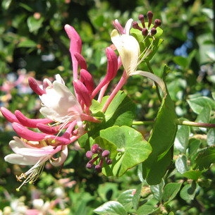Жимолость каприфоль \ Lonicera caprifolium
