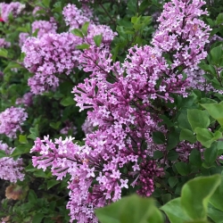 Сирень Мейера Палибин \ Syringa meyeri Palibin
