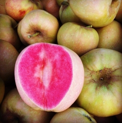 Яблоня "Розовый Жемчуг" "Pink Pearl" (Розовая жемчужина, Пинк перл) 
