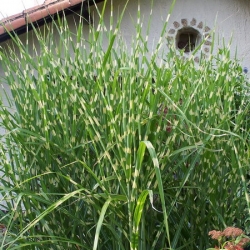 Мискантус Зебрина \ Miscanthus Zebrina