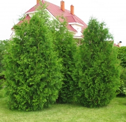 Туя западная "Брабант"\Thuja occidentalis "Brabant"