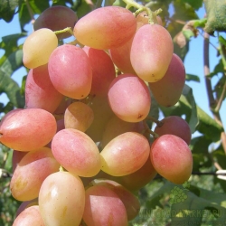 Виноград "Ксения" (Анжелика) (столовый)