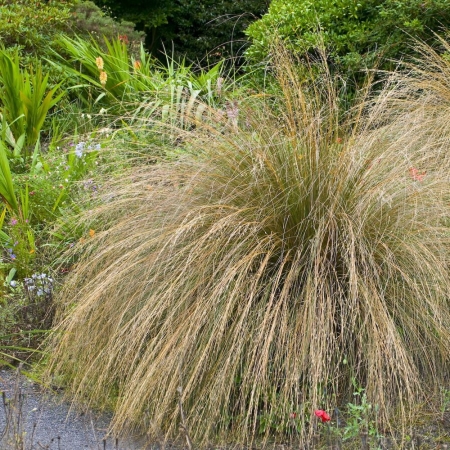Осока власовидная Bronze Form \ Carex comans bronze form