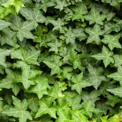 Плющ обыкновенный \ Hedera helix