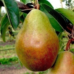 Груша "Мария"
