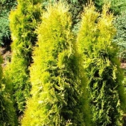 Туя западная Солланд(контейнер)\Thuja occidentalis Salland