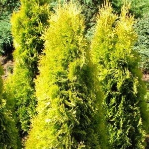 Туя западная Солланд(контейнер)\Thuja occidentalis Salland