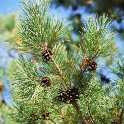 Сосна обыкновенная \ Pinus sylvestris (10-15см, контейнер)