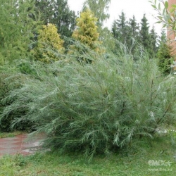 Ива розмаринолистная