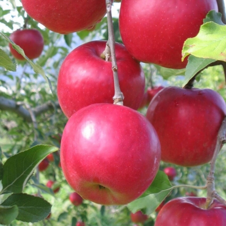 Яблоня "Афродита"