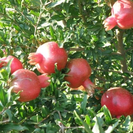 Гранат Гюлоша розовая