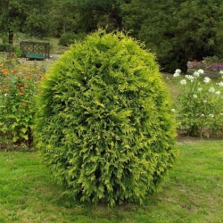 Туя западная Вагнери (контейнер)/Thuja occidentalis 'Wagneri'