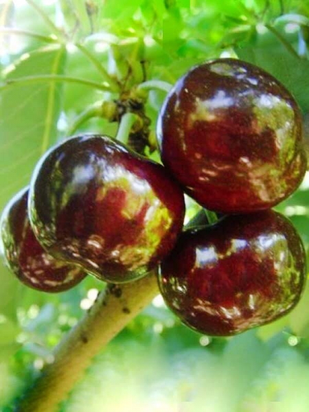 Черешня "Свит харт" (Свитхарт) 