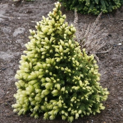 Ель канадская "Дейзи Уайт"\Picea glauca "Daisy's White"
